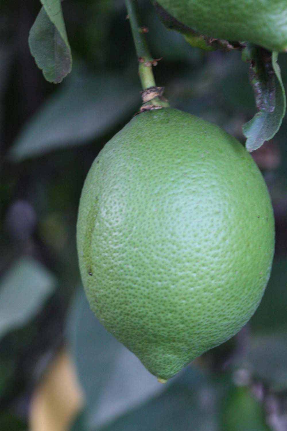            Immature fruit (Riverside, CA)   